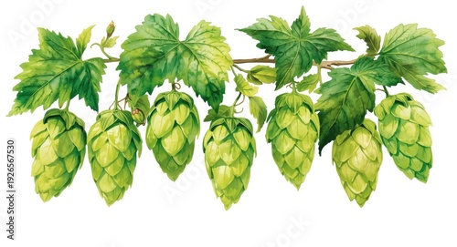 Wallpaper Mural Vibrant watercolor sketch of hop cones and leaves painted fresh green on white Torontodigital.ca