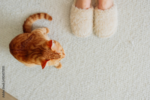 Ginger cat looking up at slippers on cozy carpet