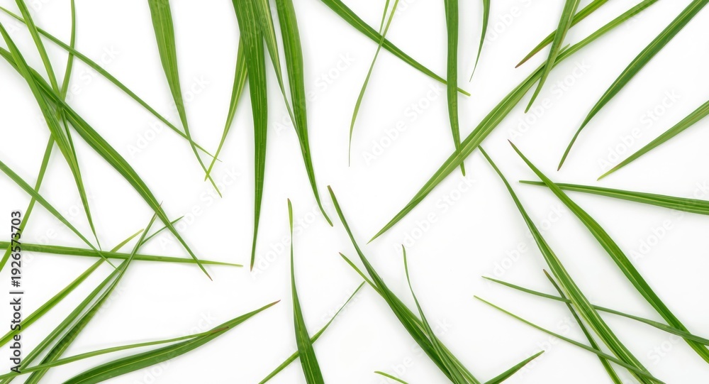 Naklejka premium vivid green grass blades positioned on a simple white background