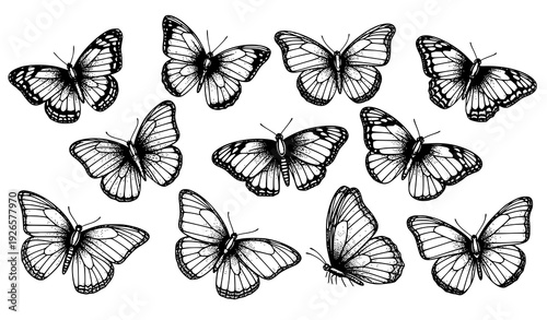 Vintage engraving style black and white butterfly vector set with stippling dotted details