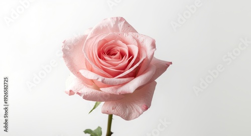 Pink rose head isolated with soft white backdrop