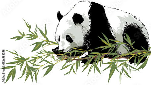 Black and white bear rests on a branch of bamboo, eating leaves, depicted with simple strokes