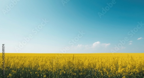 Clear sky framing a radiant yellow grassfield with soft cloud horizon