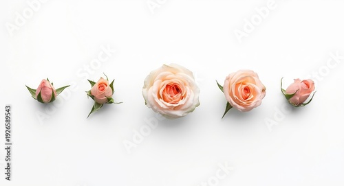 White background showcasing blooming phases of rose flower