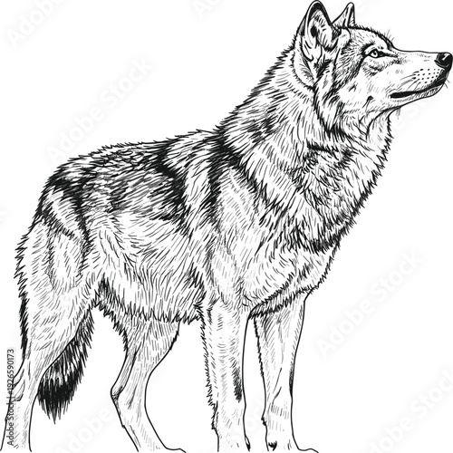 Highly detailed wolf sketch vector illustration featuring realistic fur texture and standing pose in side profile isolated on white background
