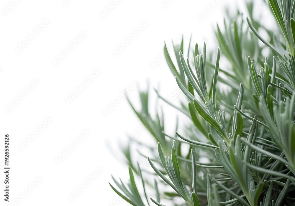 Obraz premium Nature Environment Texture Mask Layer