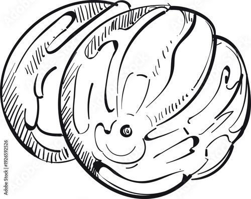 Nutmeg doodle. Hand drawn spice cooking ingredient