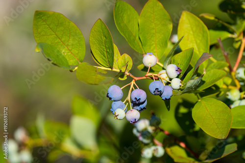 Ripening Blueberries on Bush with Green Background