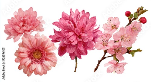 Pink blooms in various forms, including chrysanthemums, daisies, and delicate cherry blossoms