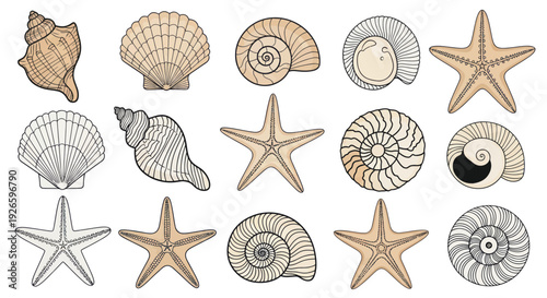 Collection of Hand-Drawn Seashells and Starfish Illustrations