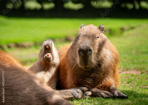 Young Capybara yawning