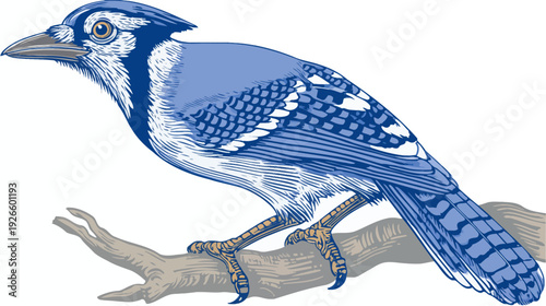A detailed illustration of a bird perched on a branch, in blue and white hues