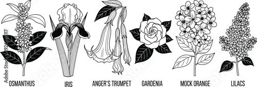 Collection of fragrant botanical line art featuring osmanthus iris angers trumpet gardenia mock orange and lilacs isolated on white background