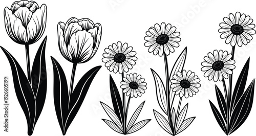 Collection of hand drawn tulip and daisy flower sketches isolated on white background for spring nature and floral design projects
