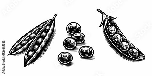 Vintage engraving of fresh green peas in pods and individual peas