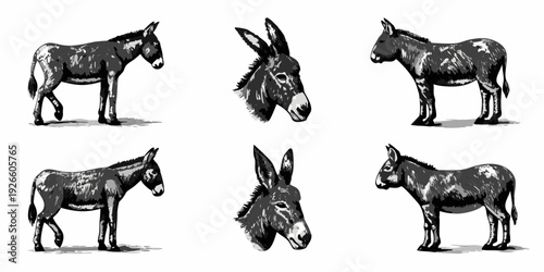Vintage illustration of donkeys in various poses and perspectives