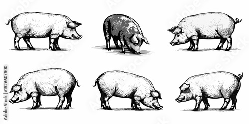 Vintage engraving of six domestic pigs in various poses