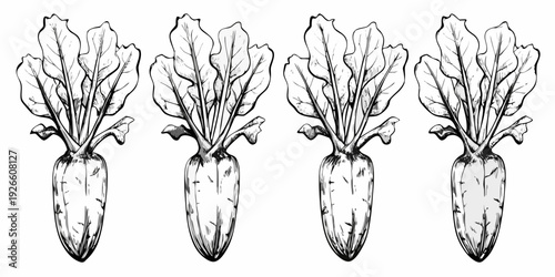 Four sketched turnips with leafy greens arranged in a row