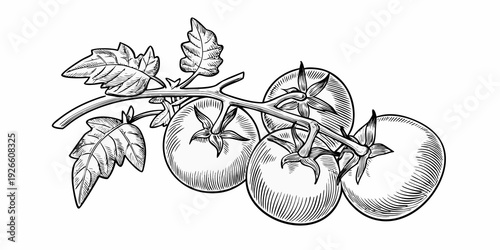 A vintage style illustration of a tomato branch with ripening fruit