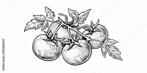 A vintage style illustration of ripe tomatoes on the vine