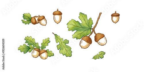 Isolated closeup of healthy green beans and oak leaves with brown autumn acorns on a white background, featuring a macro branch of fresh plant seeds and nuts