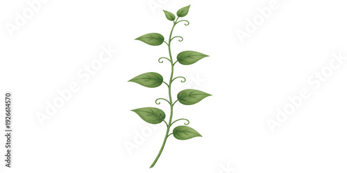 Fresh green plant sprout with lush leaves and a natural stem isolated on a white background for a botanical growth concept