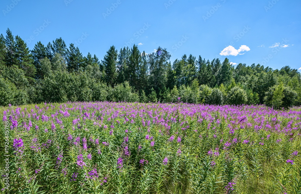 Obraz premium a field with purple Willow-tea flowers and green plants. In the background there is a forest and a blue sky with clouds.
