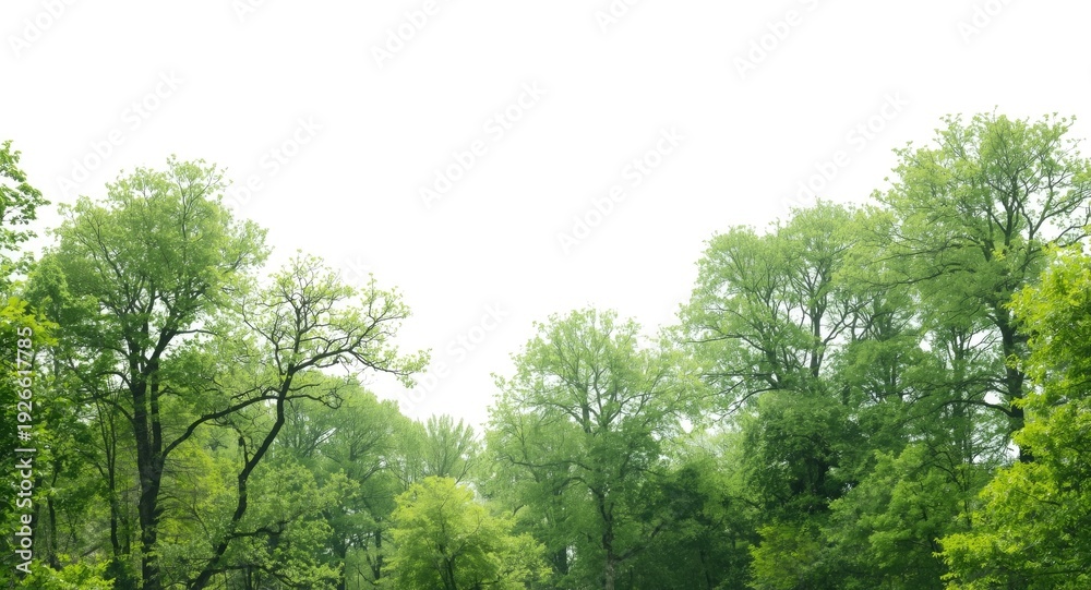 Fototapeta premium Summer woods in green silhouettes on a white background with alpha masking for digital artwork