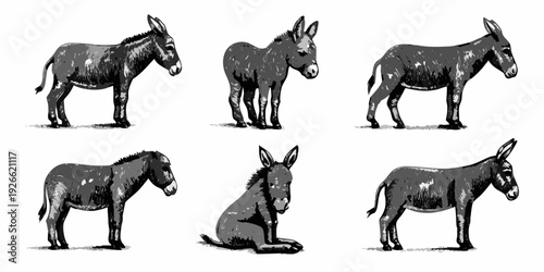 Vintage illustration depicting donkeys in various poses and perspectives