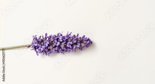 Detailed lavender flower painting on a smooth white background for accentuation