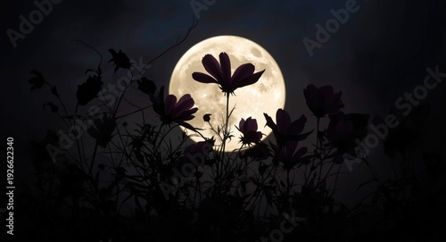 Dark cosmos flower silhouet...