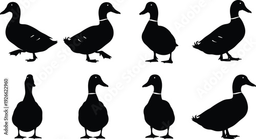 Duck, silhouette, collection, walking, standing, different, poses, bird, animal, black, vector, icon, farm, poultry, wildlife, illustration, set, isolated, graphic, clipart