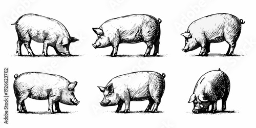 A collection of six sketched pigs in various poses and perspectives