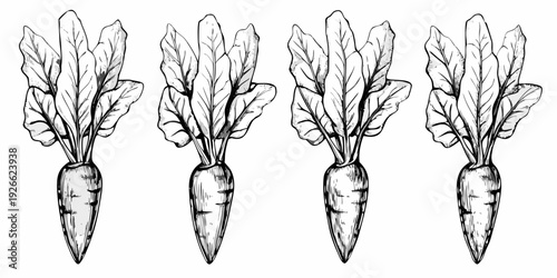 Four sketched carrots with leafy greens displayed in a row