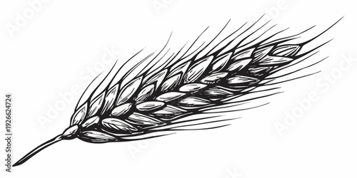 Detailed ink sketch of a single wheat stalk with golden kernels