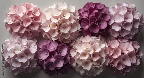 Eight individual hydrangea ...