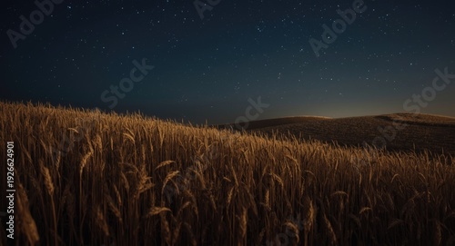wheat field at night with f...