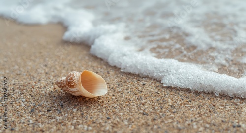 Natural shell on pebbled be...