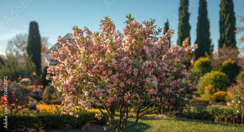Pomegranate tree blossoming...