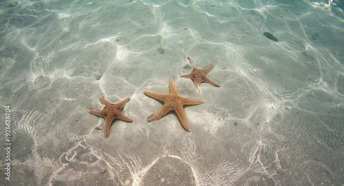 Starfish varying in shape r...
