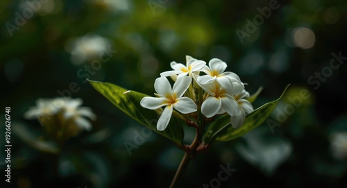 Serumbet Alpinia flowers in...