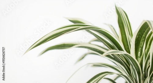 Arching leaves and striking...