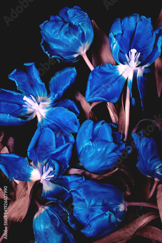 Niebieskie tulipany na czarnym tle, artystyczna kompozycja kwiatowa © Elżbieta Kaps