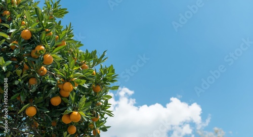 Mandarin tree bearing ripe ...