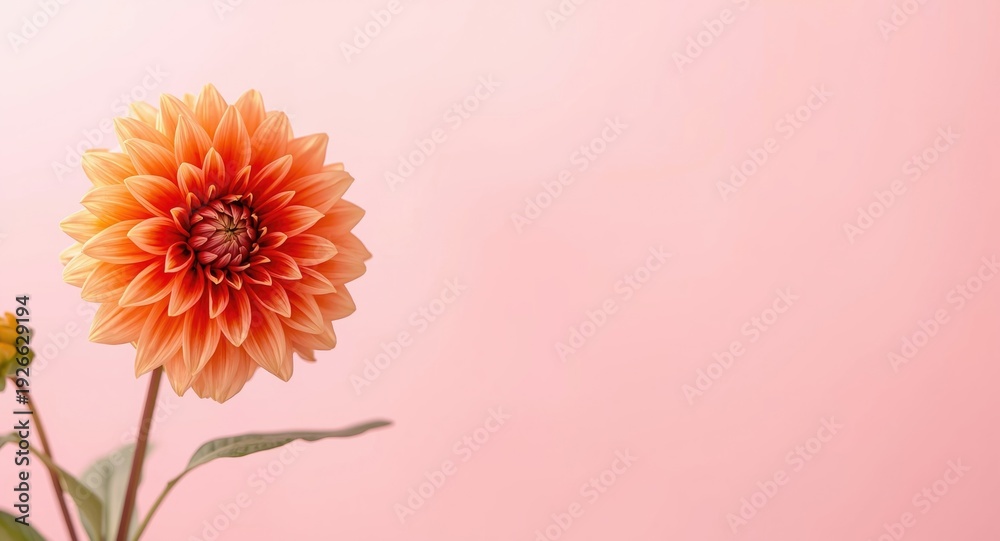 Obraz premium Copy space included in spring floral design with orange dahlia frame on pink background