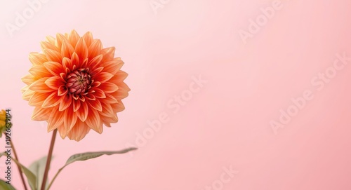 Copy space included in spring floral design with orange dahlia frame on pink background