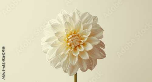 Close-up of a white dahlia ...