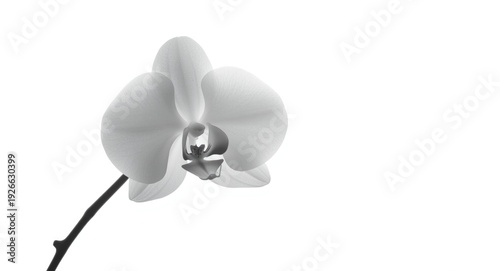 Sophisticated orchid image ...