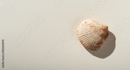 seashell heart figure with ...