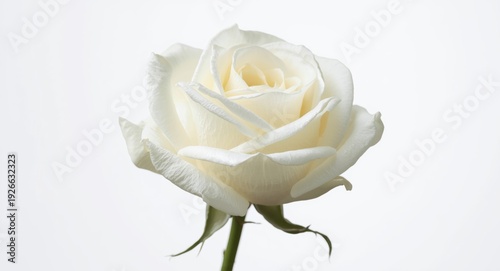 Intimate shot of a white ro...